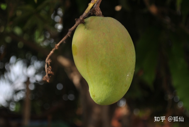 捡芒果，那个安哥拉芒果成熟的季节（我在安哥拉的日子319）