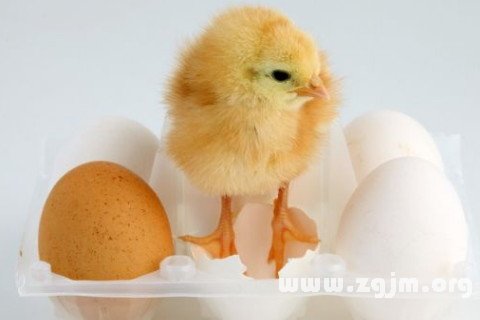 梦到鸡下蛋_梦到鸡下蛋但鸡蛋碎了_梦到鸡下蛋碎了