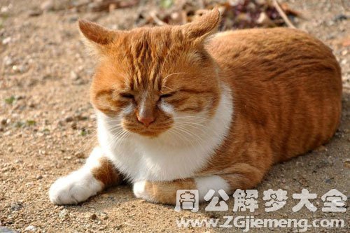 梦见一只大黄猫