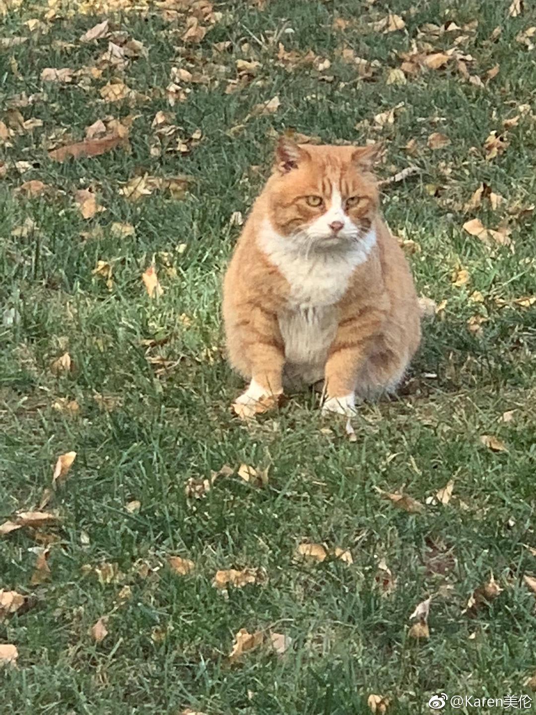 梦见大黄猫在房子上跑_梦见大黄猫_梦见大黄猫是什么寓意