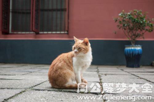 梦见大黄猫在房子上跑_梦见大黄猫_梦见大黄猫是什么寓意