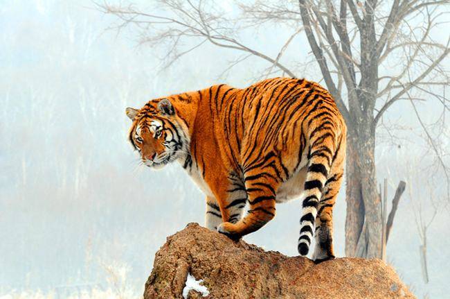 男人梦见虎是什么意思_梦见龙和虎同时出现_梦见养老虎