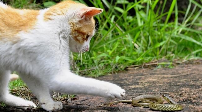 梦见猫死了_梦见一只死了的猫_梦见猫死了又活过来了