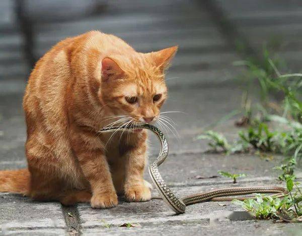 梦见猫死了又活过来了_梦见一只死了的猫_梦见猫死了