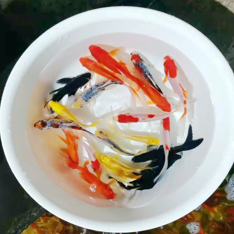 梦见很多蛇吃很多鱼_梦见鱼生了很多小鱼_女梦见鱼生了很多小鱼