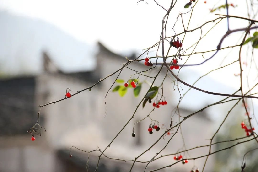 大雪丨一壶温酒，一炉火锅，三两知己，足以温暖这个寒冬