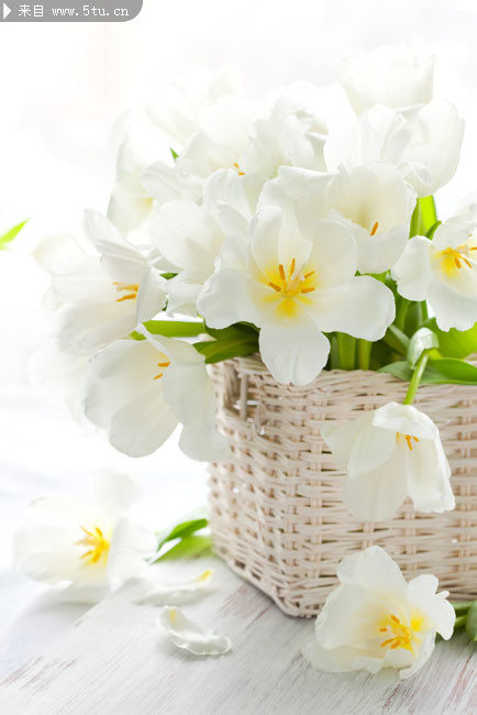 梦见白色的花是什么征兆