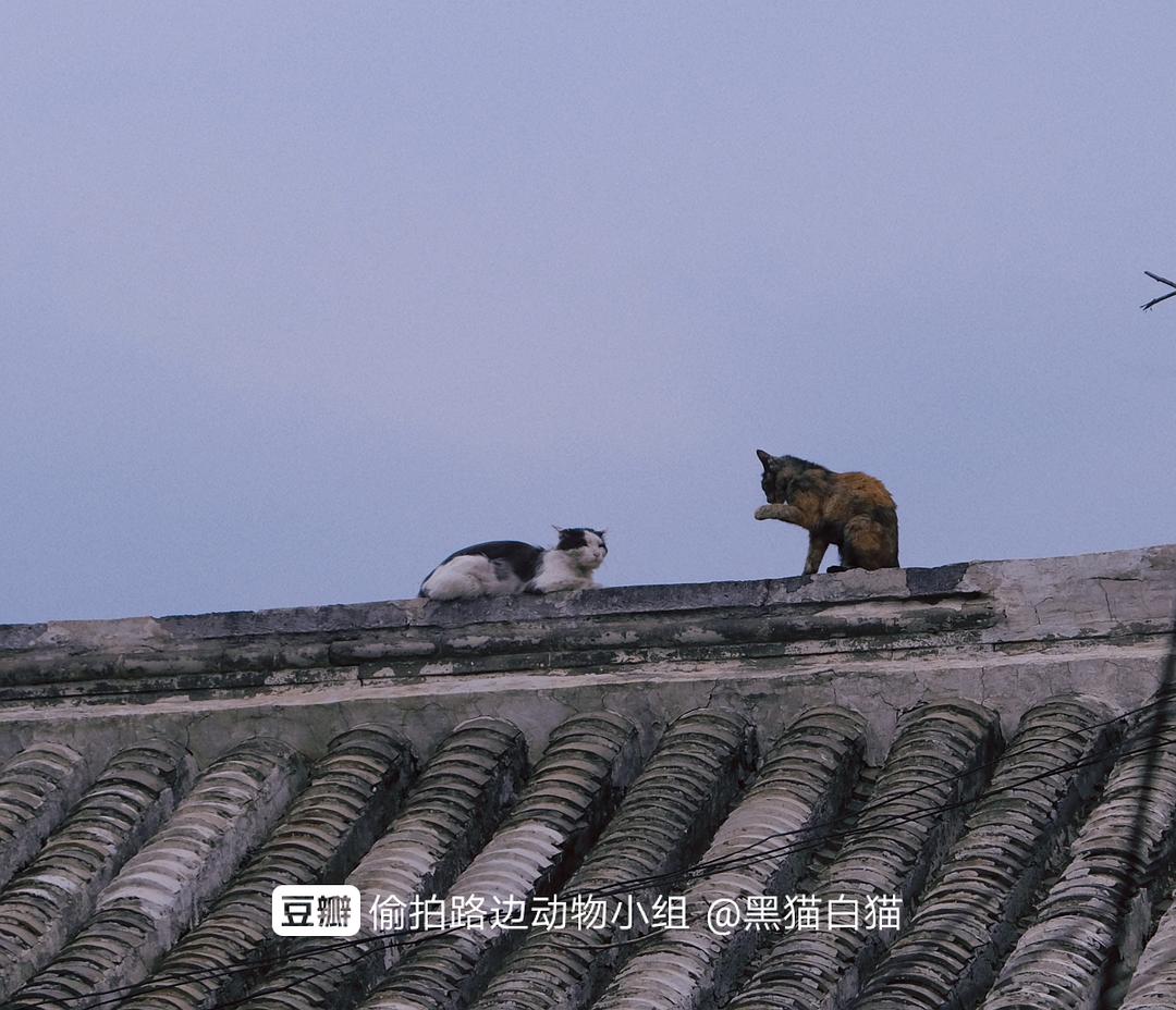 梦见被猫抓脸_梦见猫抓_梦见猫抓我