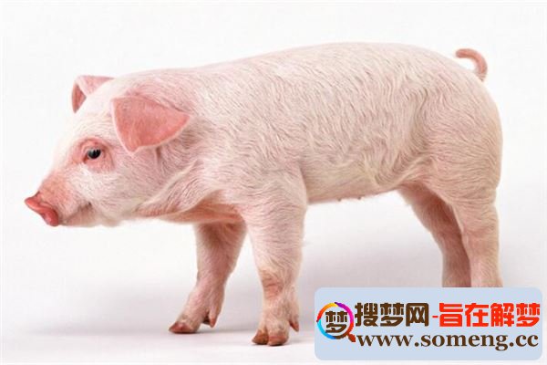 梦见大网_大香蕉 大香蕉网……_大申社区 腾讯大申网