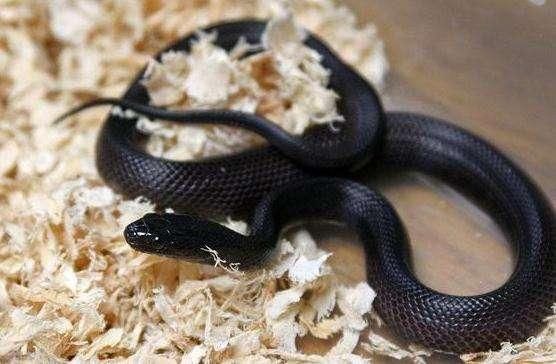 梦见好多蛇黑色的蛇是什么意思,梦到好多蛇黑色的蛇好不好