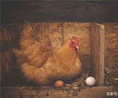 梦见鸡下蛋_梦见鸡下蛋捡鸡蛋_梦见鸡下蛋了