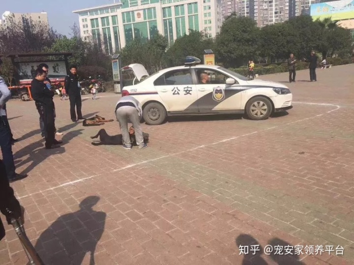 梦见被狗咬住左手母指被打死了狗_梦见狗咬我但没咬住_梦见两只狗追着咬没咬到好吗