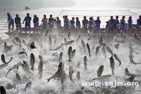 梦见鱼塘里有很多鱼_梦见鱼塘里有很多鱼在游_梦见桶里装了很多鱼