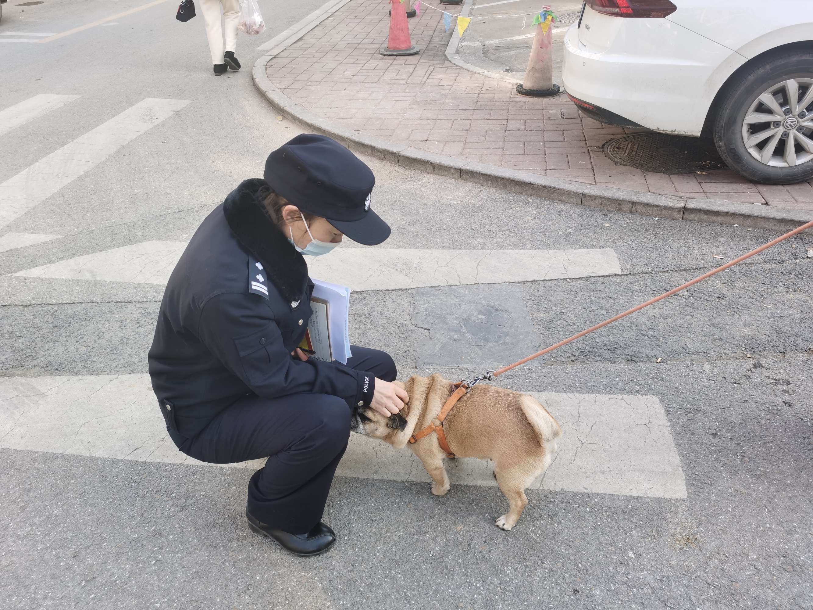 狗咬死乳猫梦_狗咬死流浪猫_狗咬死猫