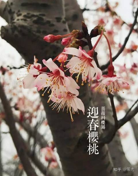 笑容盛开如花朵_梦见粉色花朵盛开_花朵盛开的样子