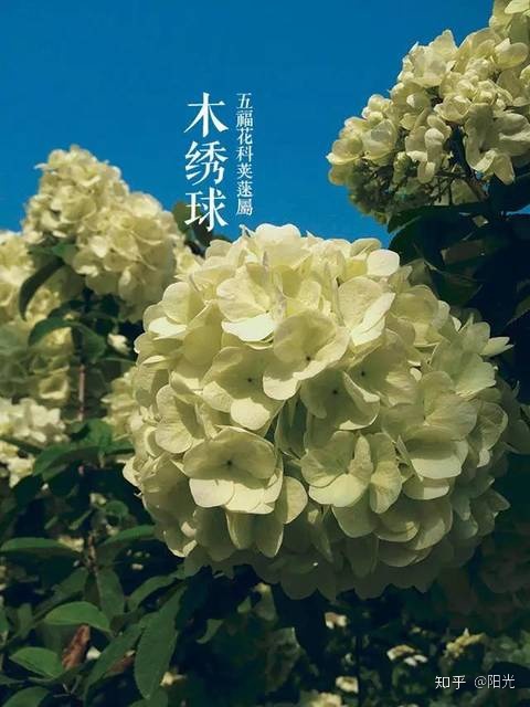 笑容盛开如花朵_梦见粉色花朵盛开_花朵盛开的样子