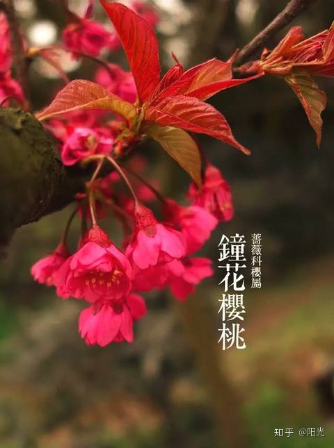 笑容盛开如花朵_梦见粉色花朵盛开_花朵盛开的样子