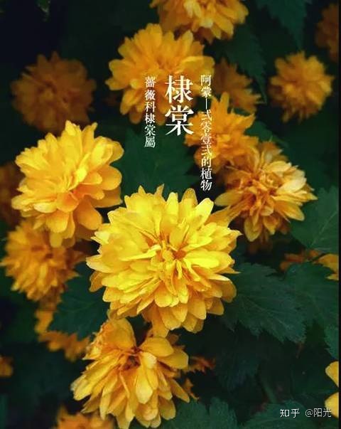 笑容盛开如花朵_梦见粉色花朵盛开_花朵盛开的样子