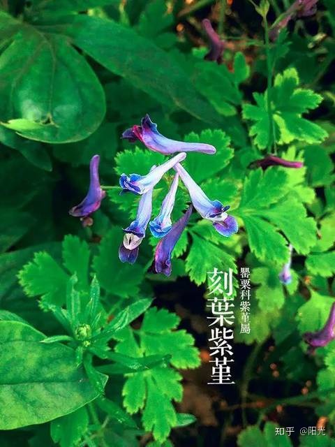 花朵盛开的样子_梦见粉色花朵盛开_笑容盛开如花朵