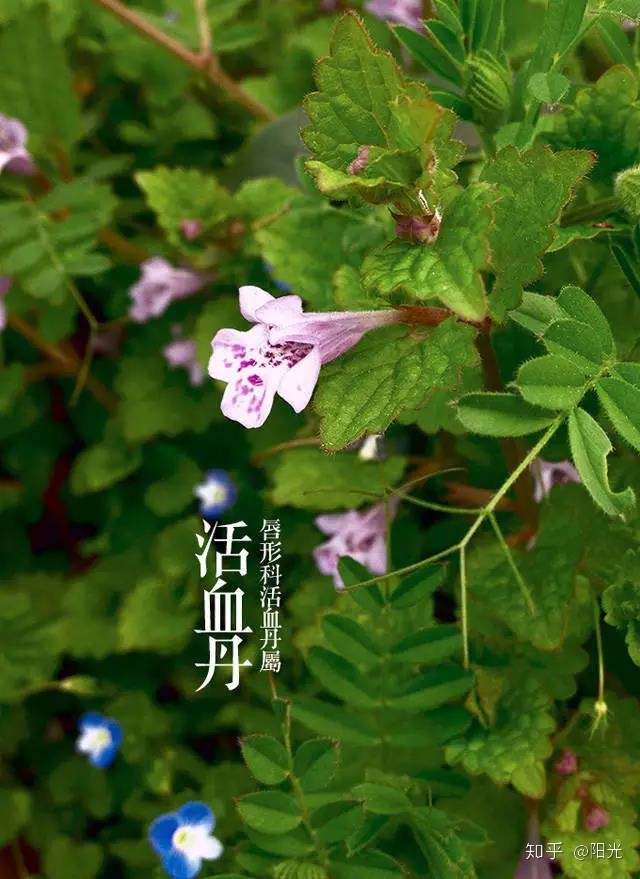 梦见粉色花朵盛开_花朵盛开的样子_笑容盛开如花朵