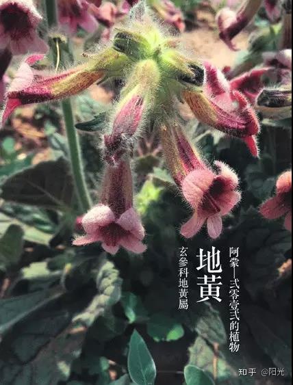 笑容盛开如花朵_花朵盛开的样子_梦见粉色花朵盛开