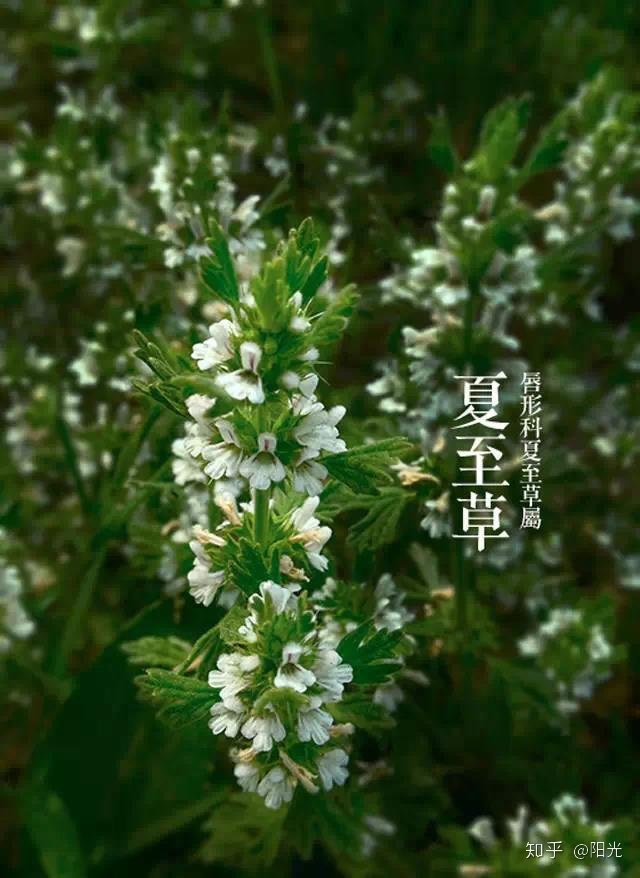 花朵盛开的样子_梦见粉色花朵盛开_笑容盛开如花朵