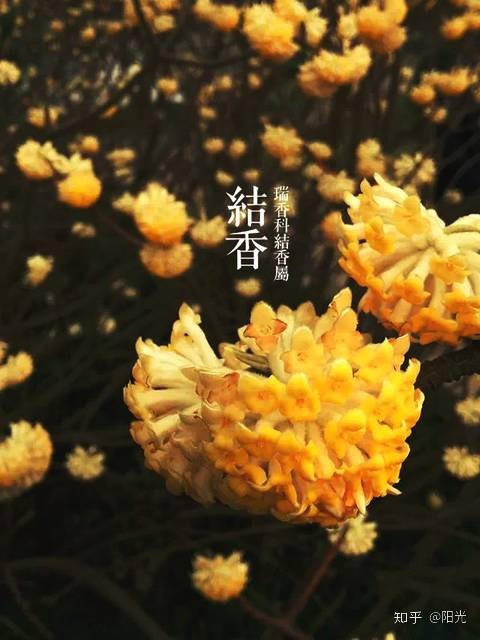 梦见粉色花朵盛开_花朵盛开的样子_笑容盛开如花朵