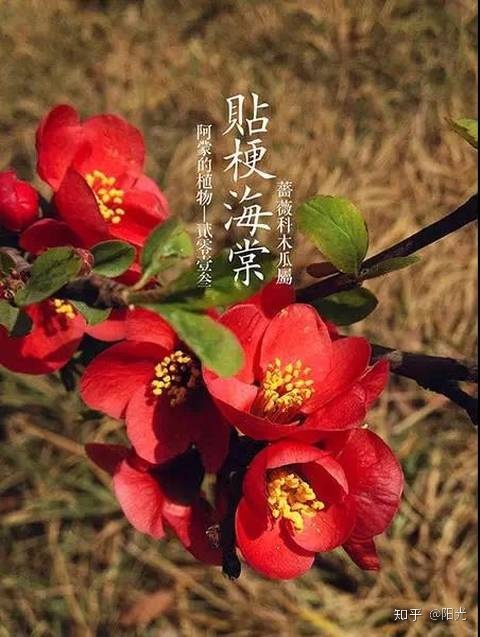 笑容盛开如花朵_花朵盛开的样子_梦见粉色花朵盛开