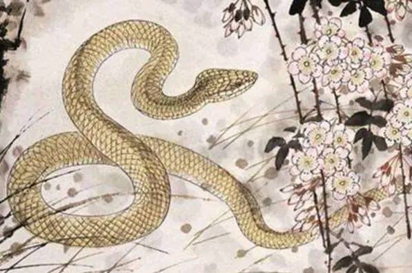 梦到蛇缠身_梦到蛇缠身好吗_梦到被蛇缠身是什么意思