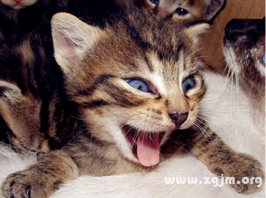 梦见猫咬了自己的手_怀孕梦见打猫被猫咬_女人梦见手被猫咬出血