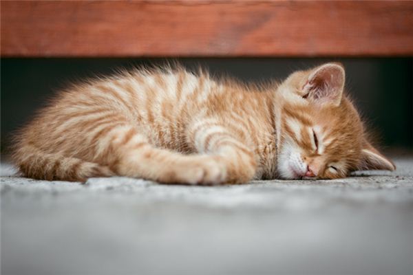 梦见猫死了是什么预兆