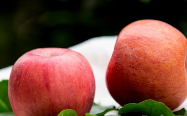 已婚女人梦见苹果树上结满红苹果是怀孕的征兆吗？
