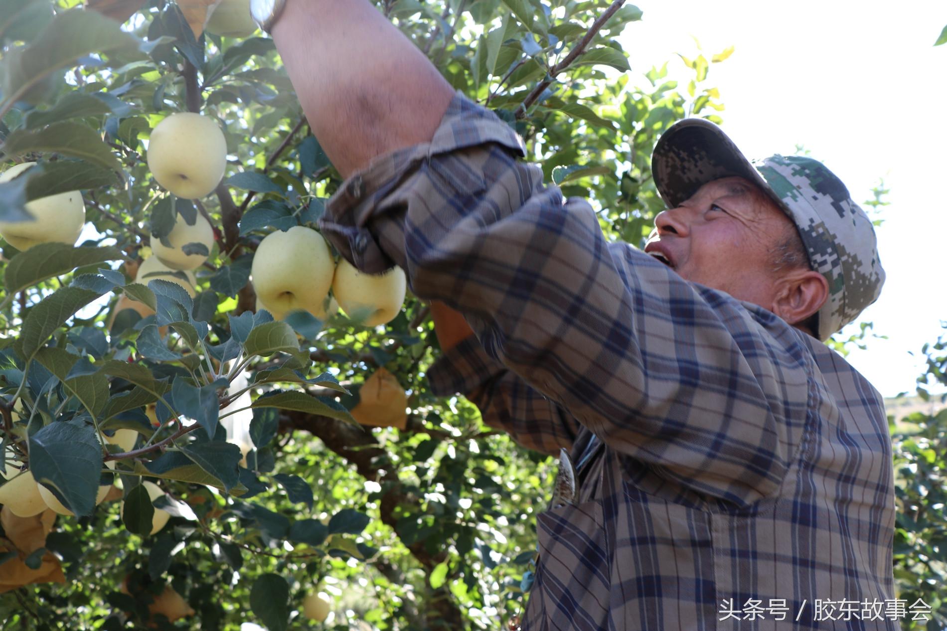 梦见买苹果_周公解梦梦见买苹果_梦见买苹果是什么征兆