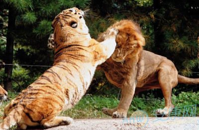 男人梦见老虎_梦见老虎变成男人亲我_男人梦见狮子和老虎追自己