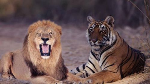 男人梦见狮子和老虎追自己_男人梦见老虎_梦见老虎变成男人亲我