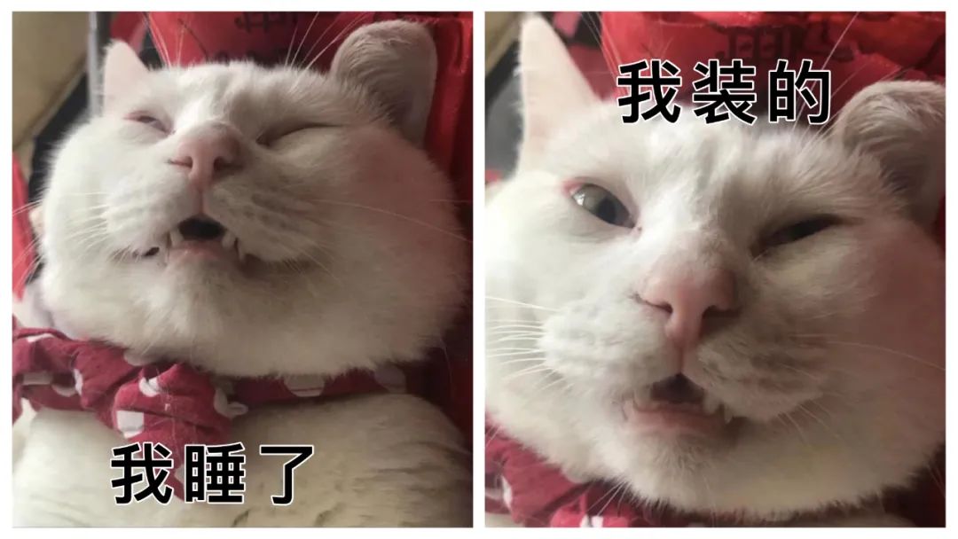 橘猫就是黄猫吗_梦见橘猫_橘猫的性格比别的猫好