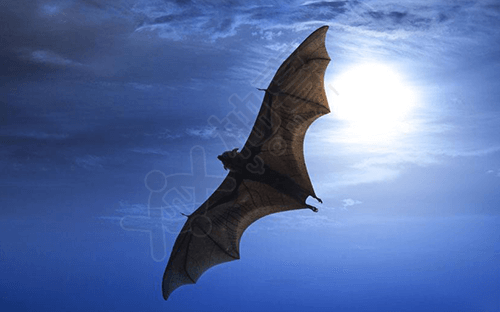 蝙蝠梦见是什么意思_蝙蝠做梦_梦见蝙蝠