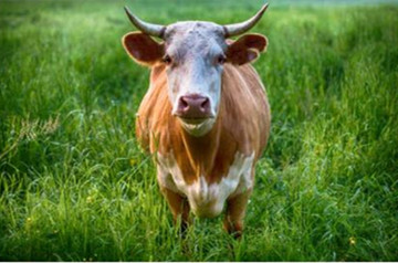 梦见牛被牛咬我_梦见牛_女人梦见很多牛，又从牛群挤过