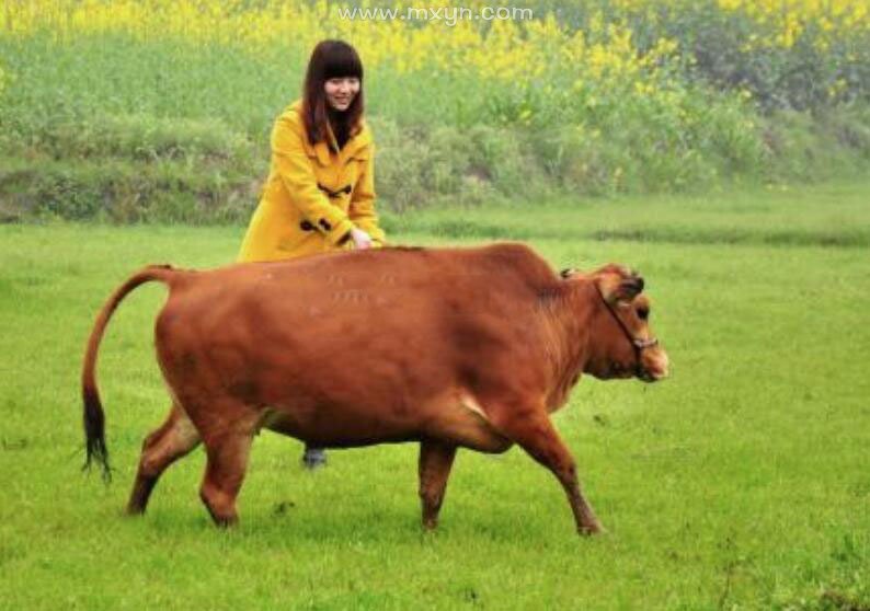 梦见牛被牛咬我_女人梦见很多牛，又从牛群挤过_梦见牛