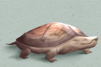 梦见一只特别大的乌龟是什么意思