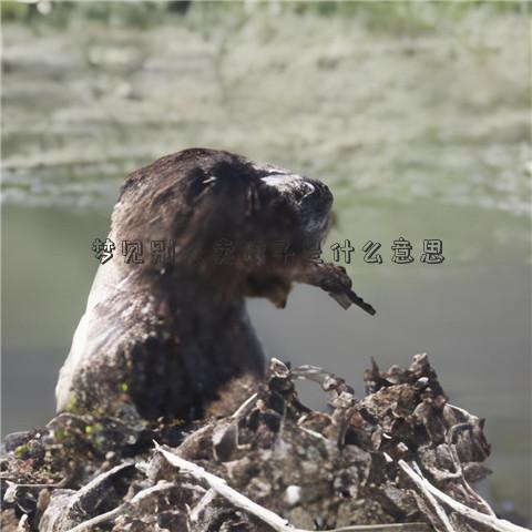 梦见别人卖饺子是什么意思