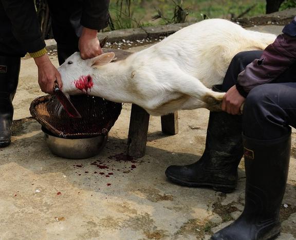 梦见杀蛇杀不死是什么意思_梦见别人杀羊_梦见自己抱羊亲吻羊