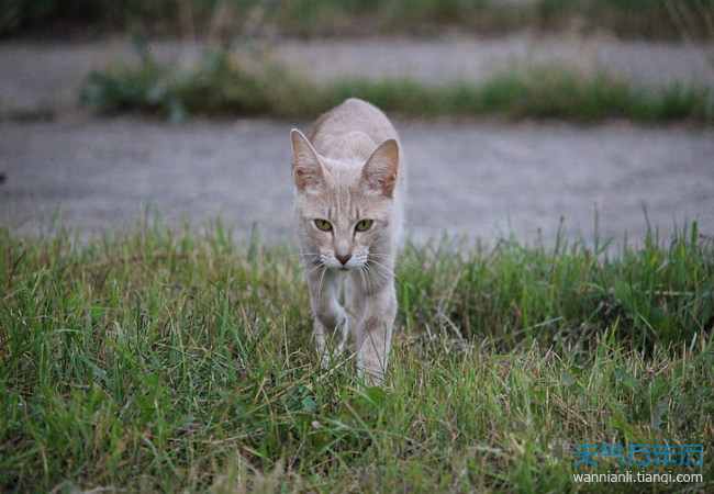 梦见猫追我_梦见被猫咬追_梦见被很多猫追咬