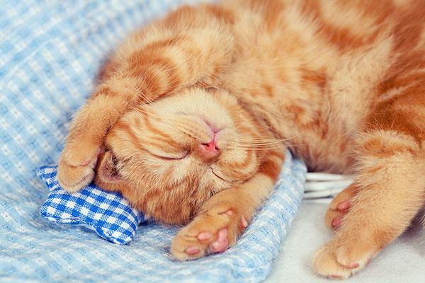 你猜猫咪每天都做些什么梦？
