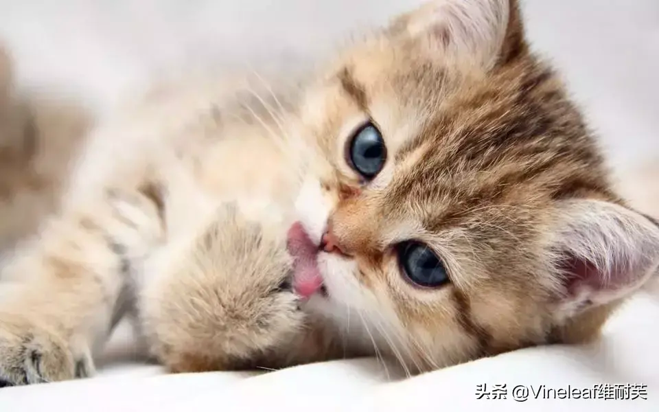 怀孕梦见猫_怀孕梦见猫是什么意思_家里有猫,怀孕梦见猫