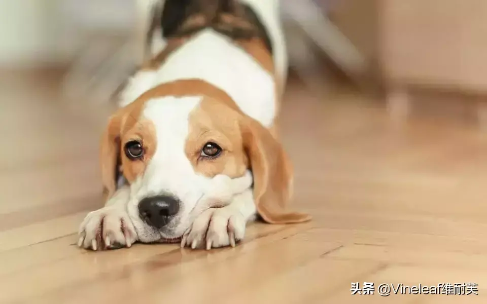 怀孕梦见猫_家里有猫,怀孕梦见猫_怀孕梦见猫是什么意思