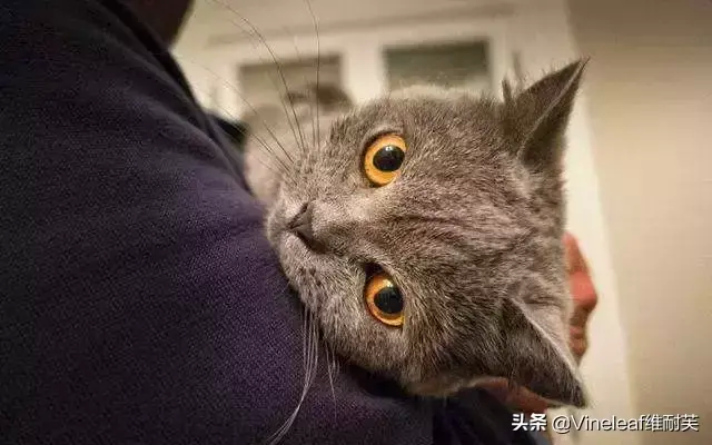 怀孕梦见猫_怀孕梦见猫是什么意思_家里有猫,怀孕梦见猫