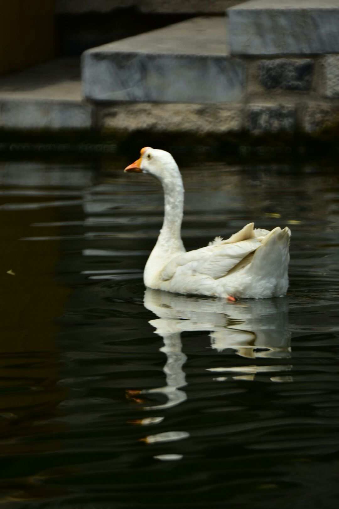 梦见很多白鹅在水上游的含义