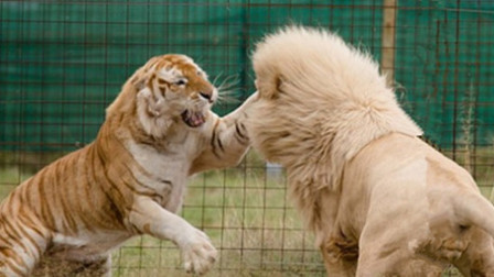 梦见狮子老虎打架