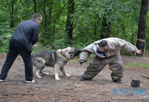 梦见被狼狗咬_怀孕梦见被狼狗追着咬_梦见狼狗衣服咬烂了